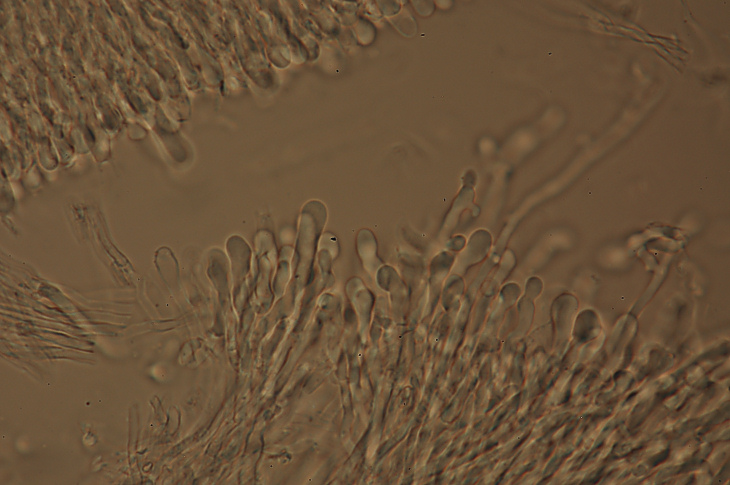 lignicolo da determinare (Hyphoderma radula)